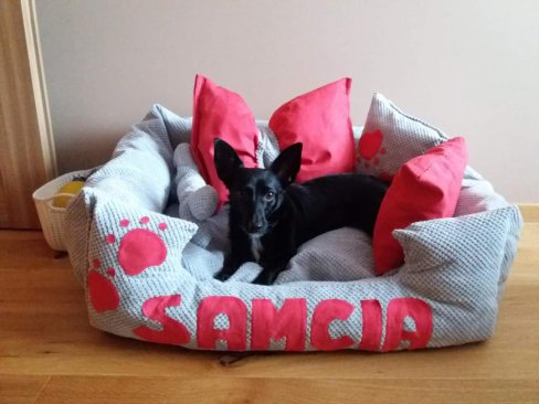 Samcia